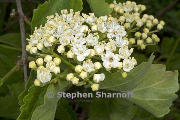 viburnum ellipticum 6 graphic